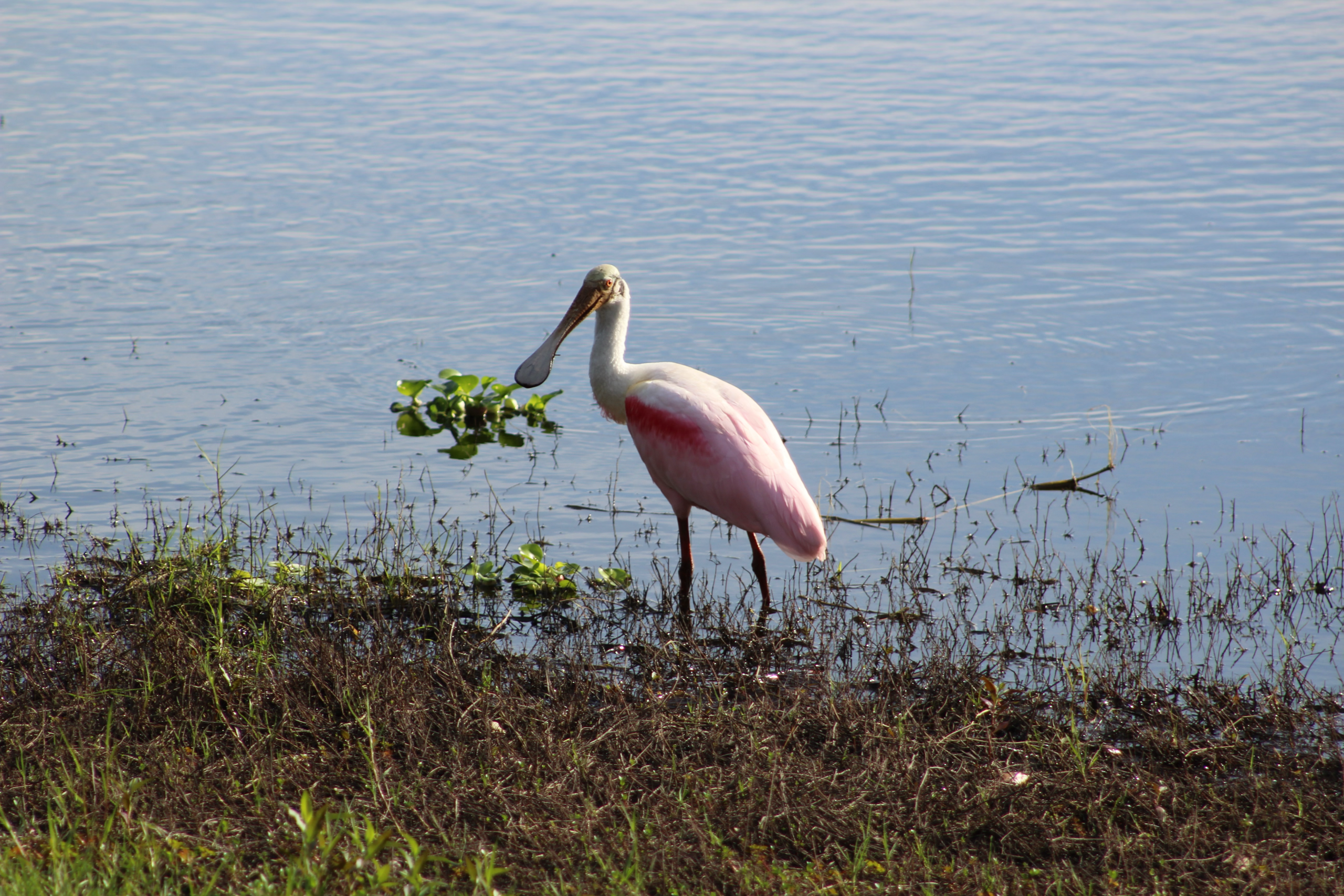 Roseate Spoonbill on edge of water