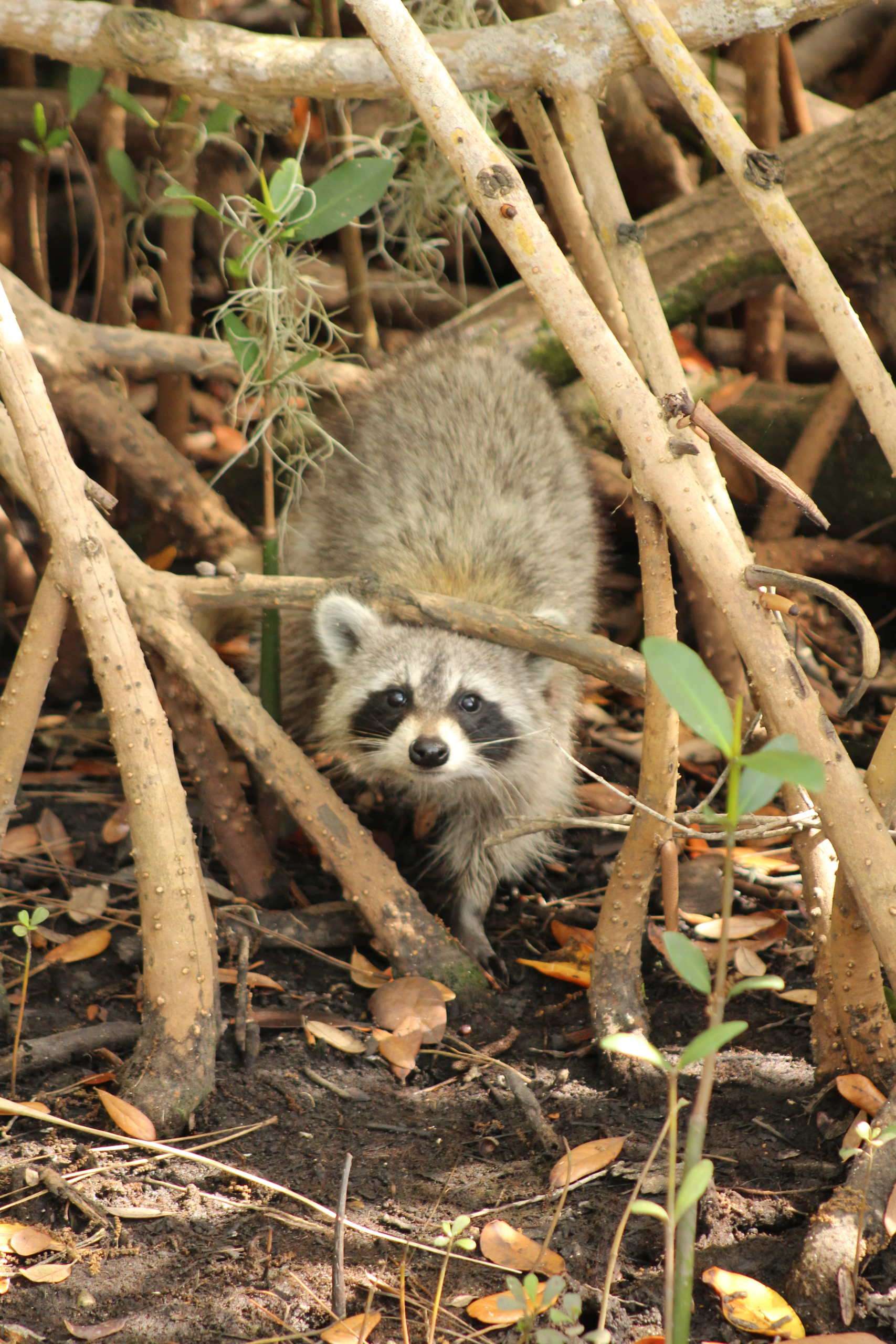 Raccoon among tree branches.
