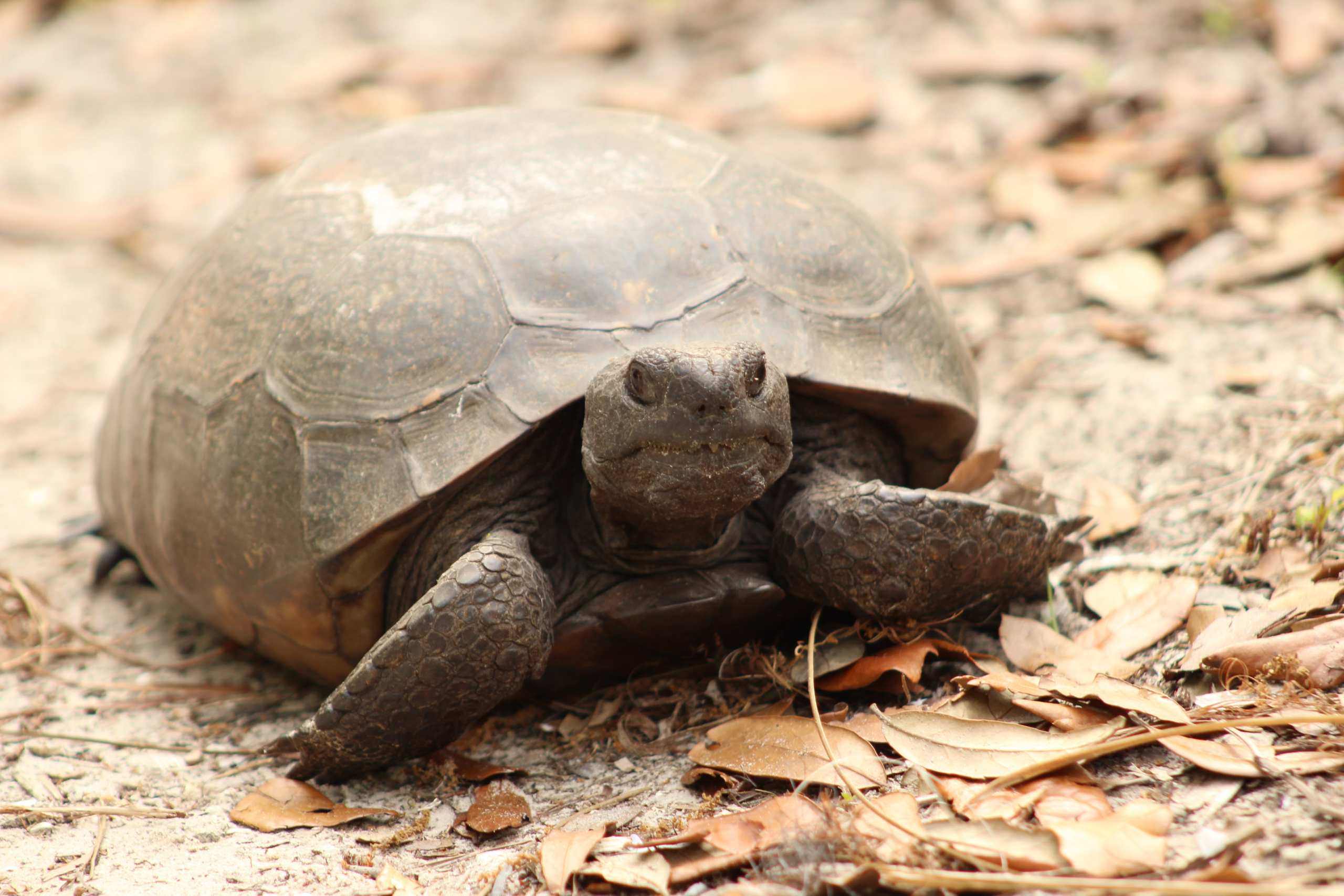 Gopher tortoise on a walk.