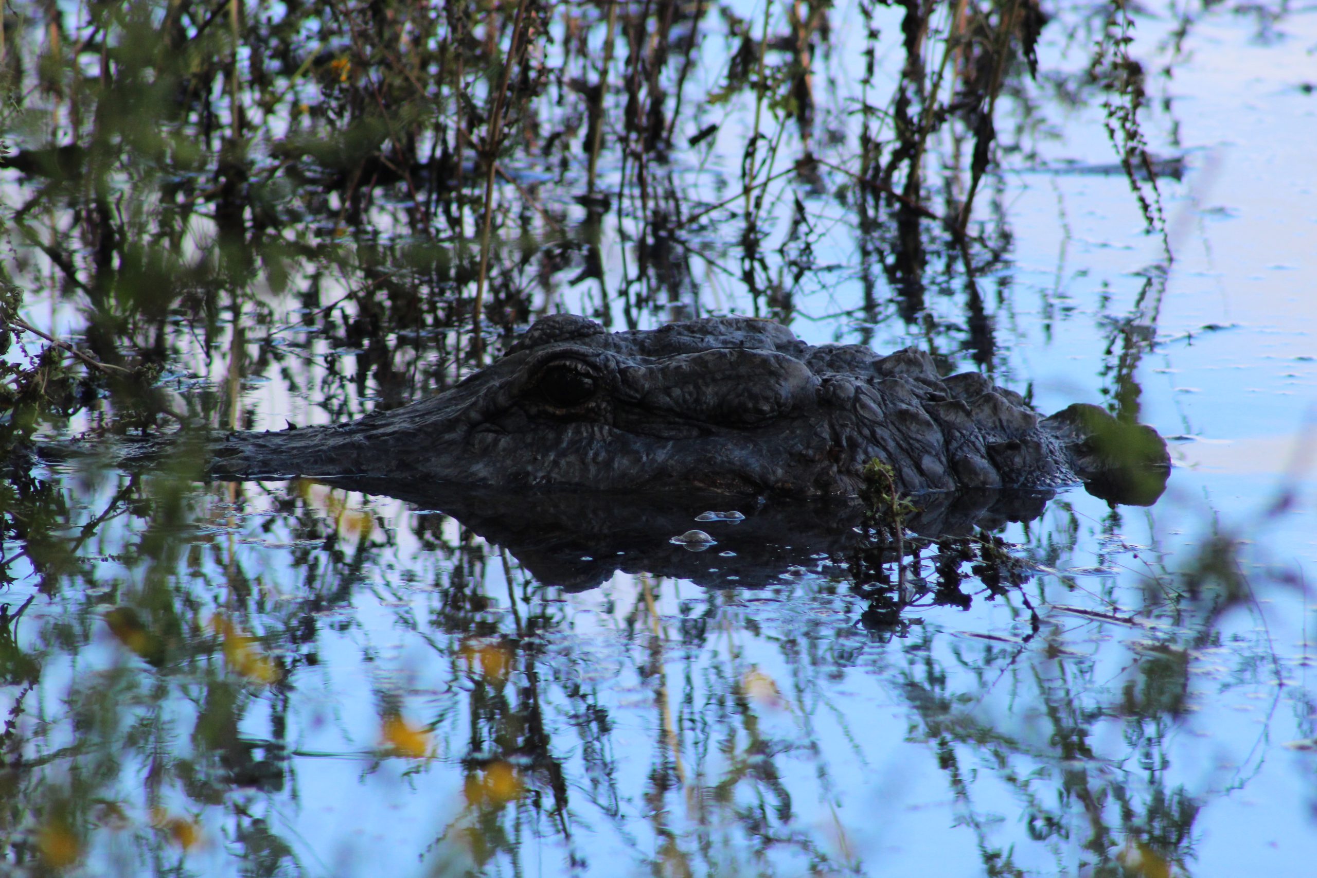 Alligator head in water