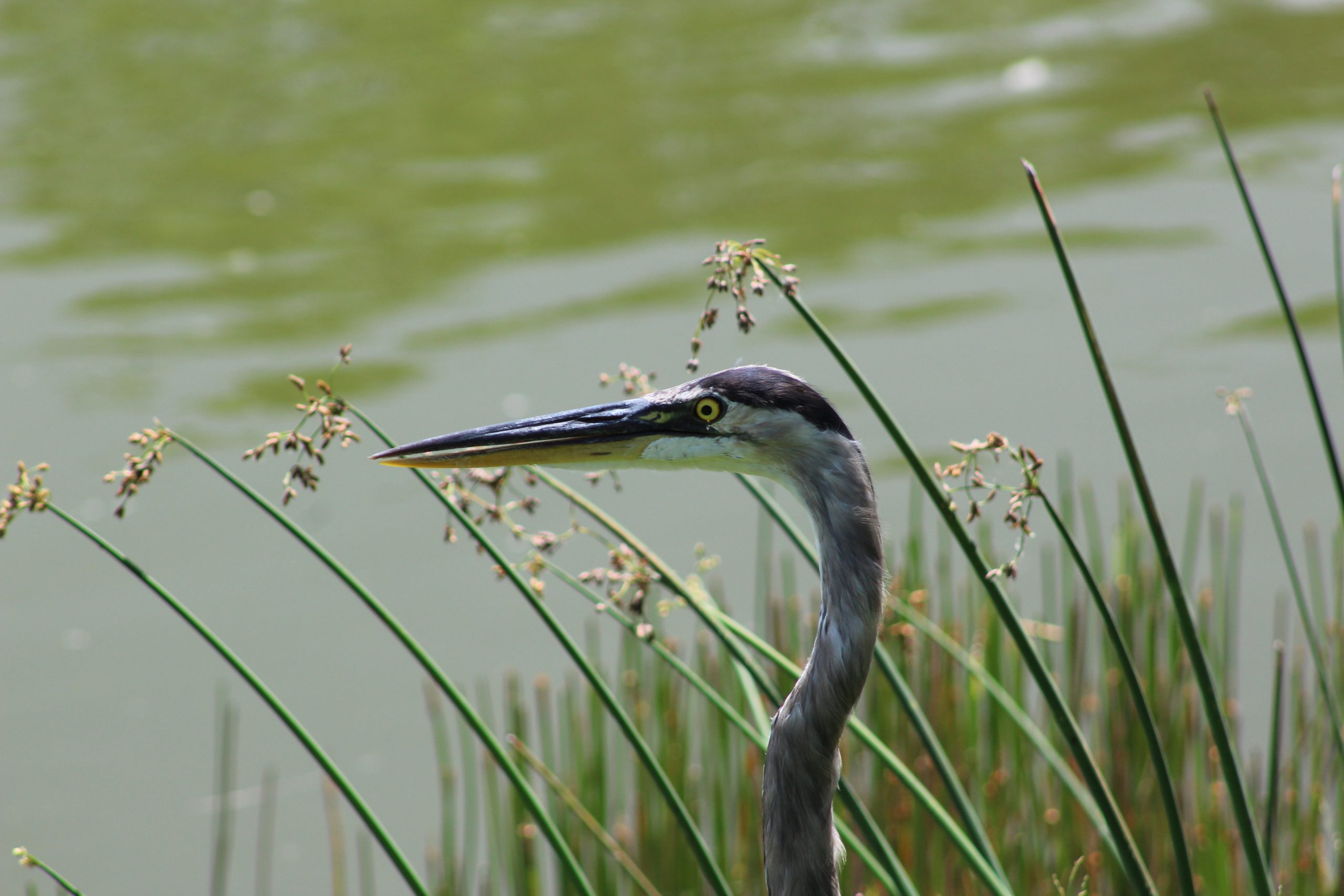 Great blue heron next to water