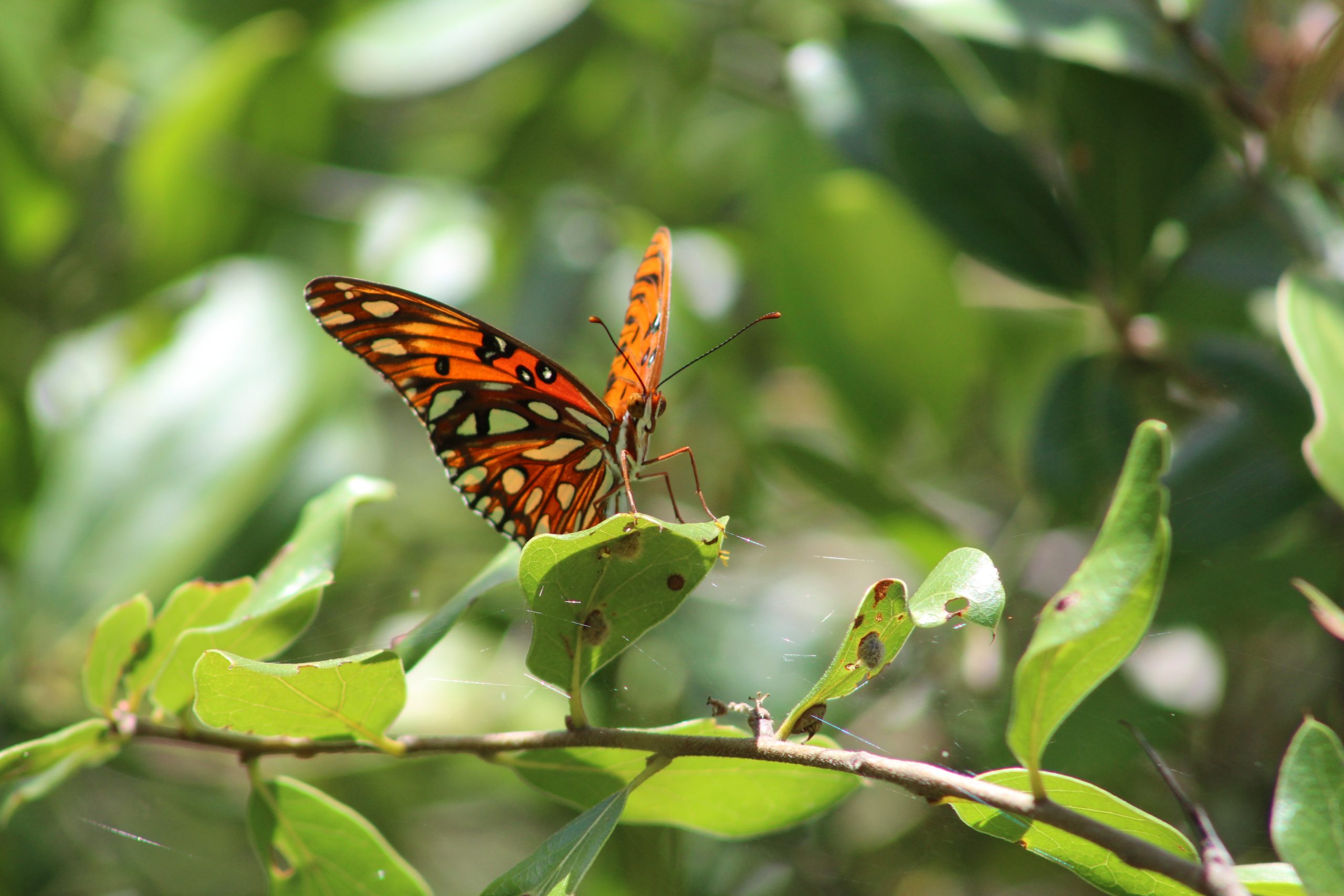 Gulf Fritillary on a plant