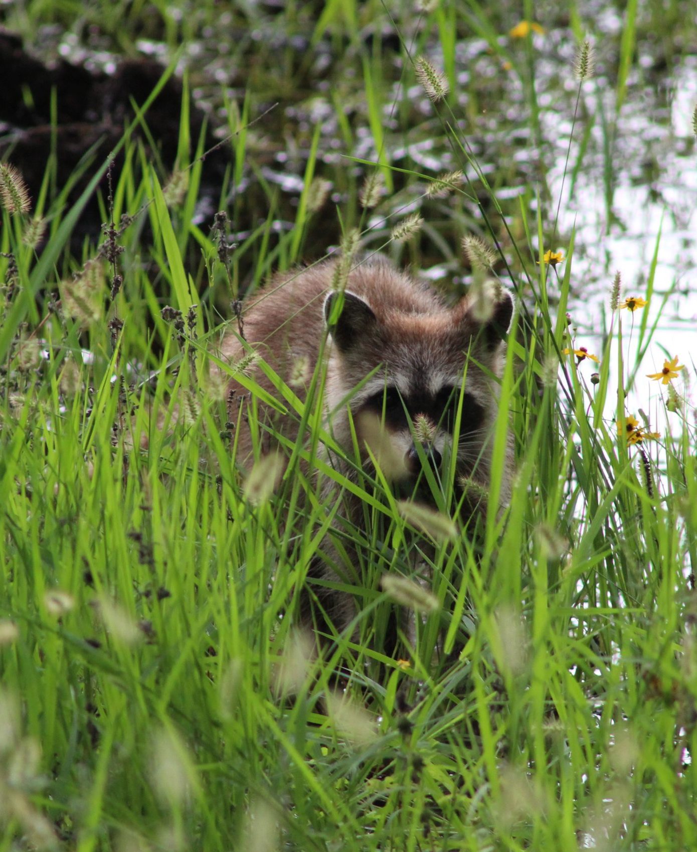 Raccoon in tall grass.
