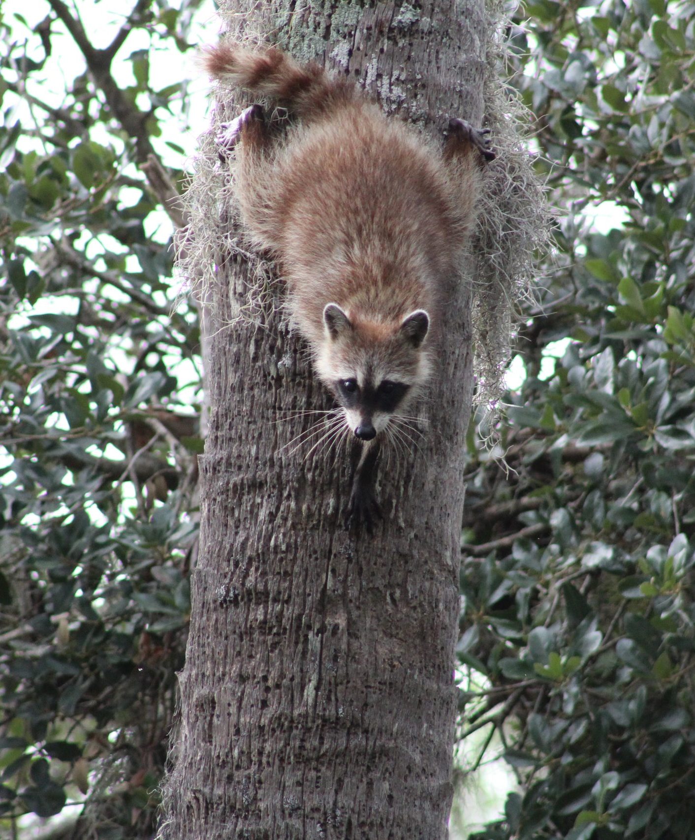 Racoon on tree stump.