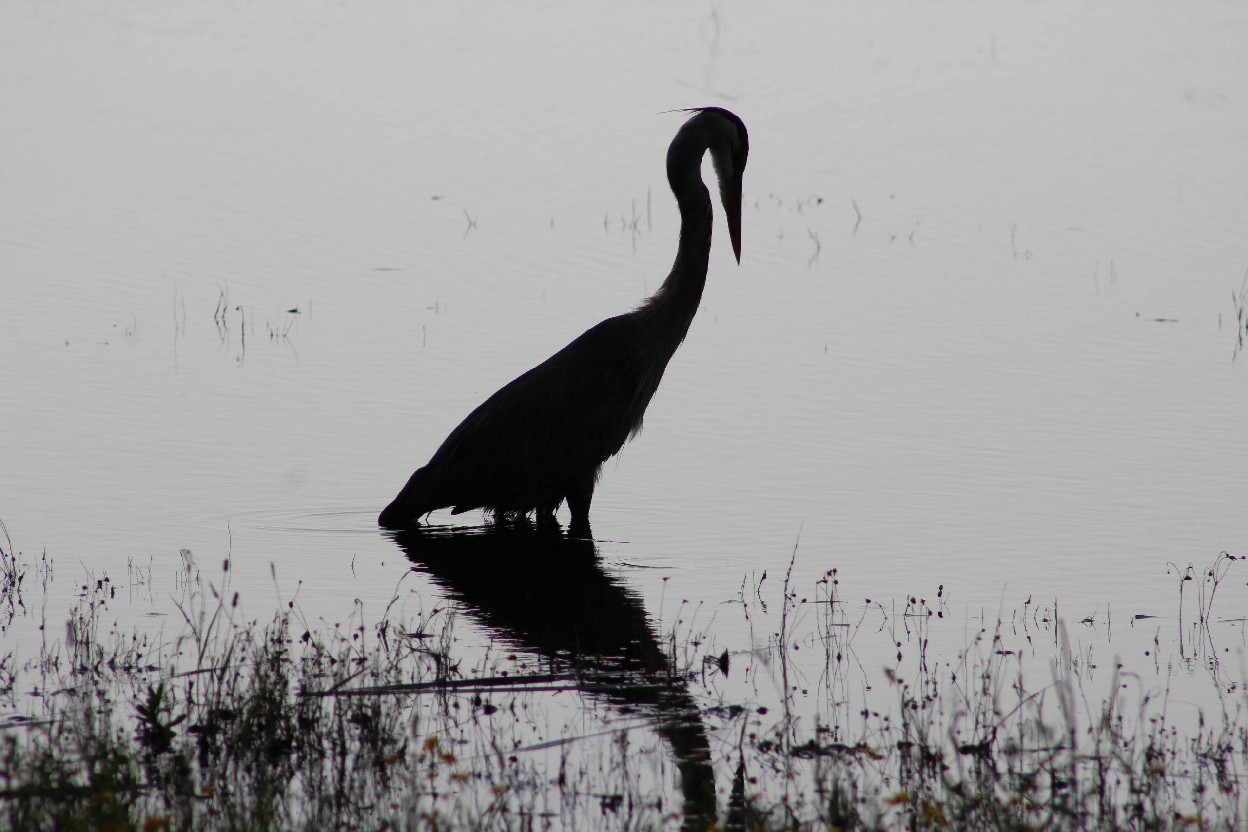 Great blue heron in sun