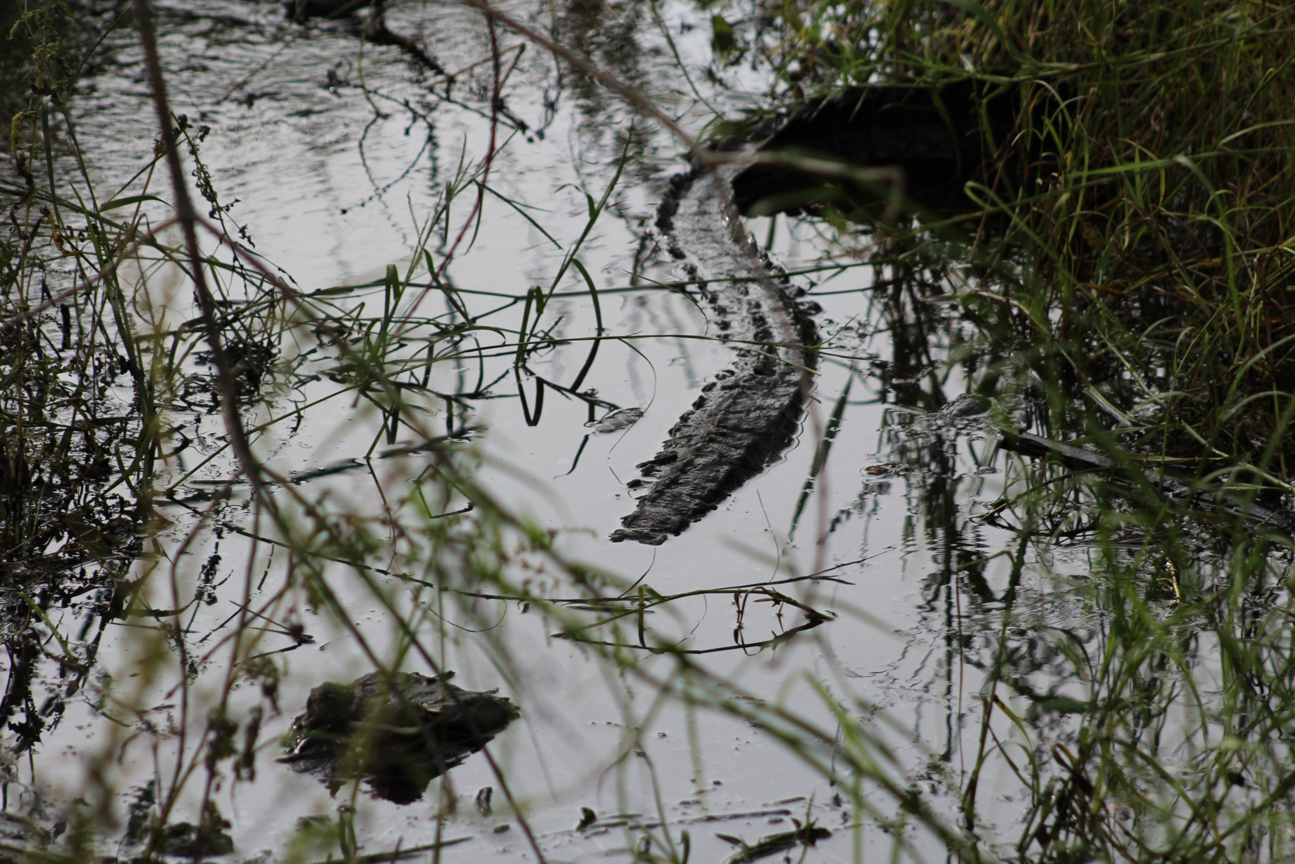 Alligator back in river
