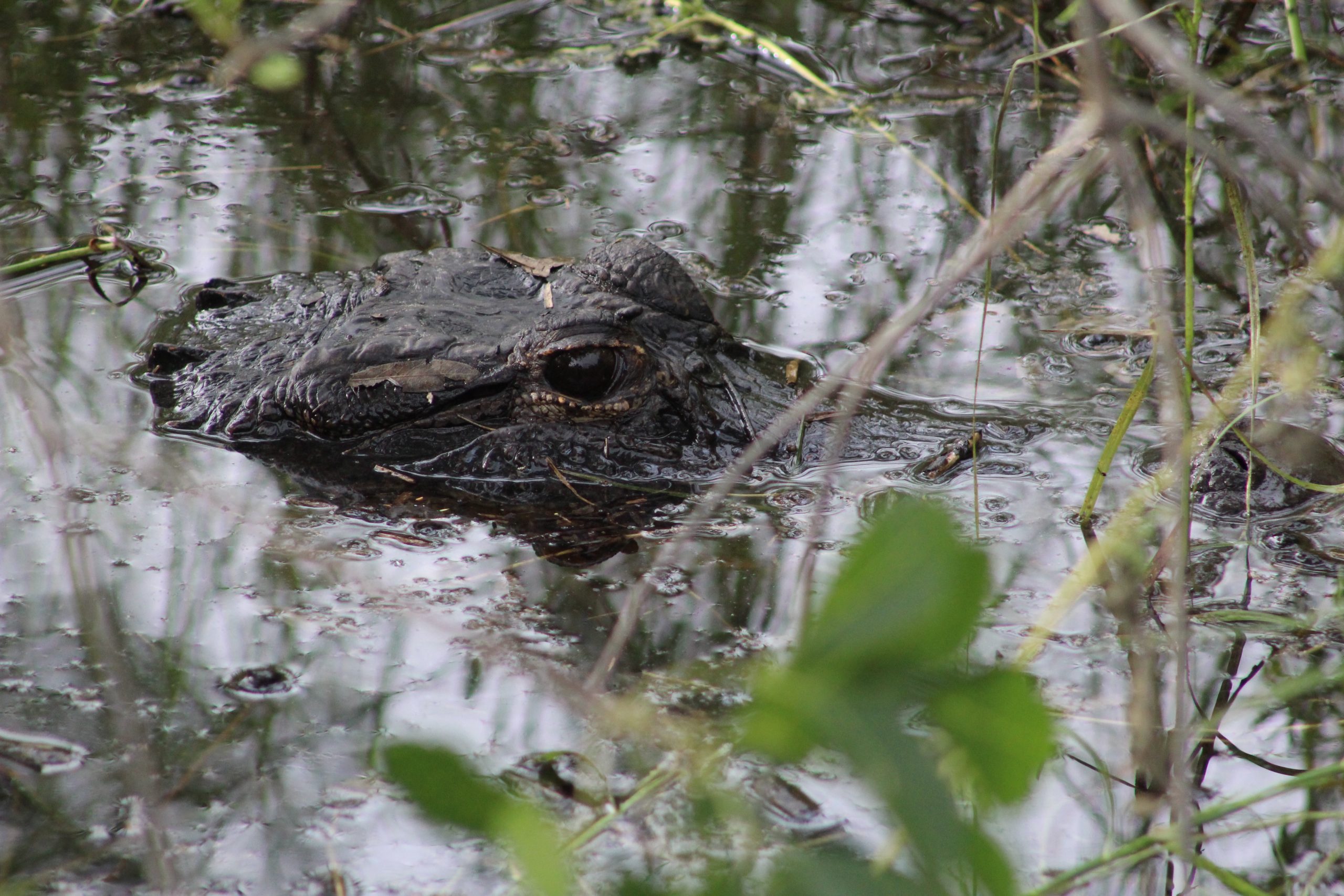 Alligator head poking out of water