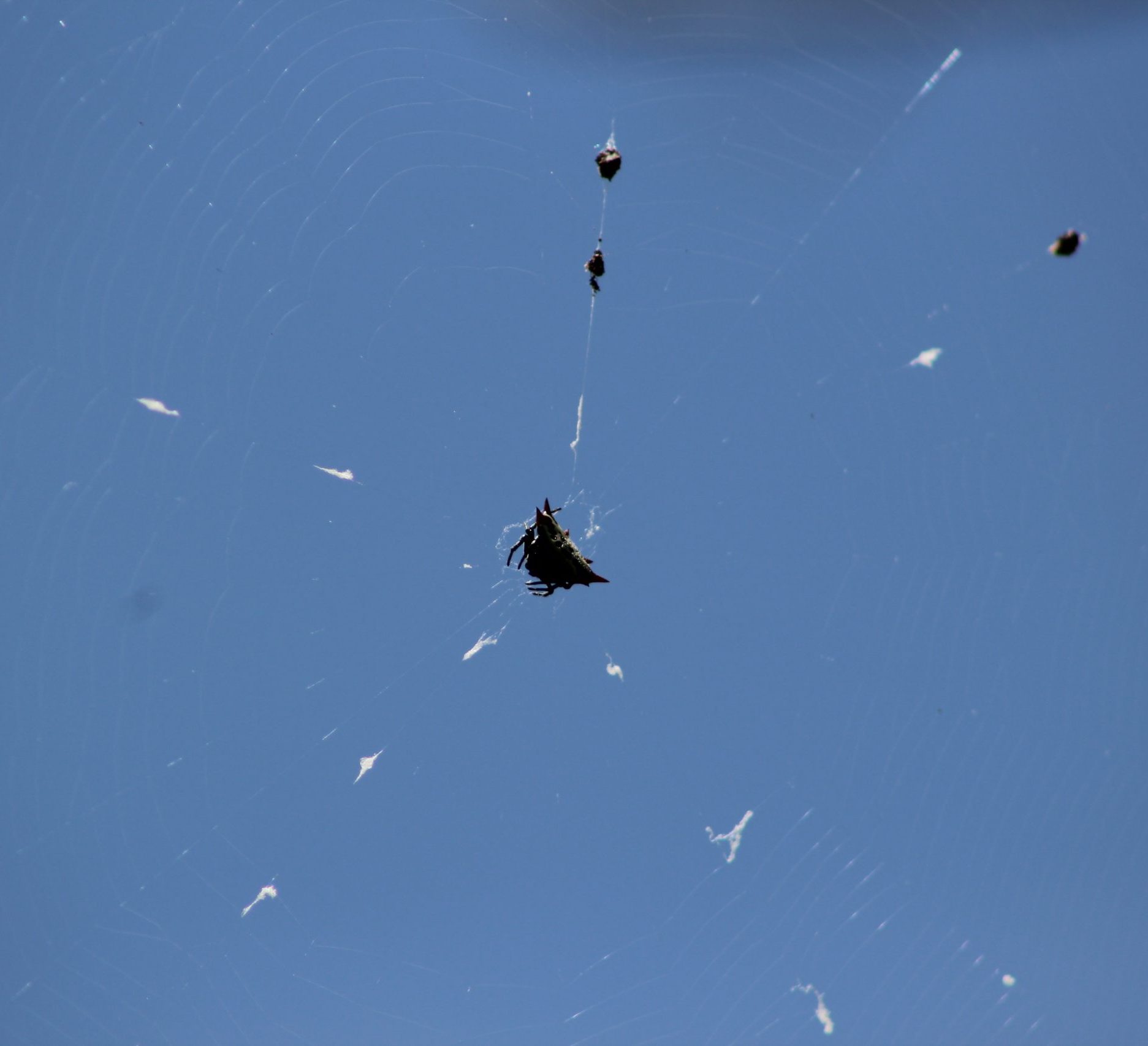 Spinybacked Orbweaver spider in web