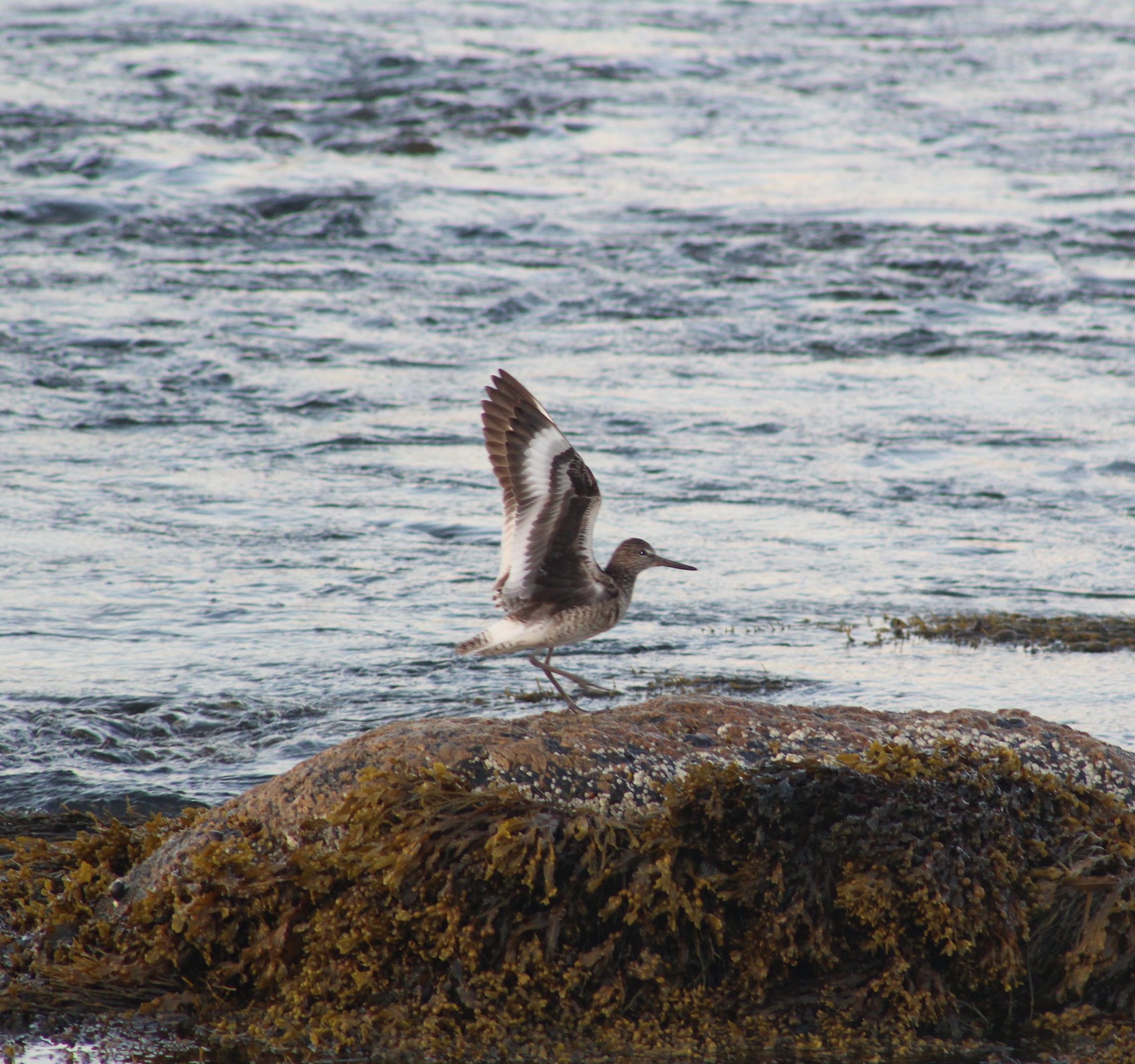 Eastern willet on rock