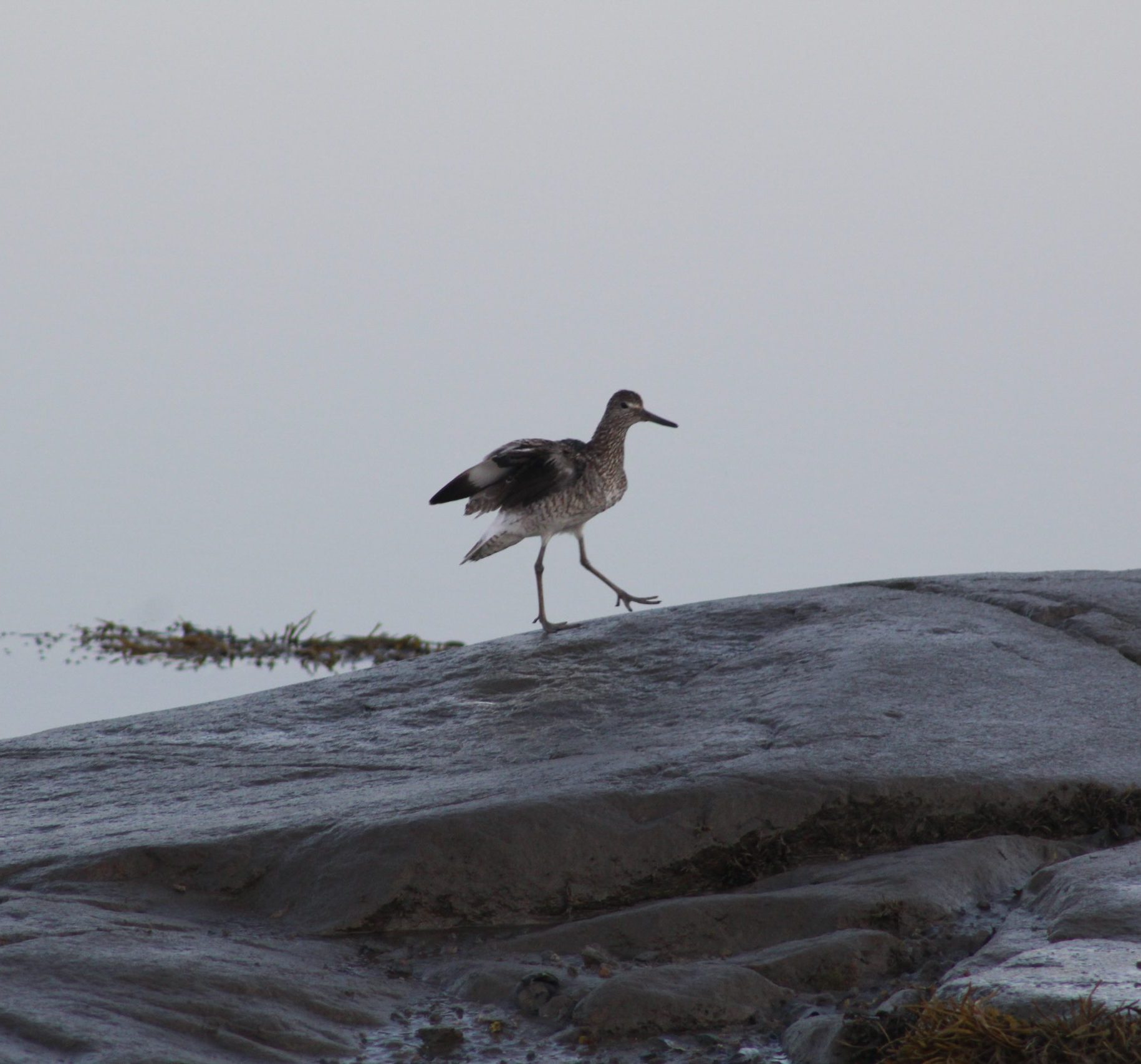 Eastern Willet on rock