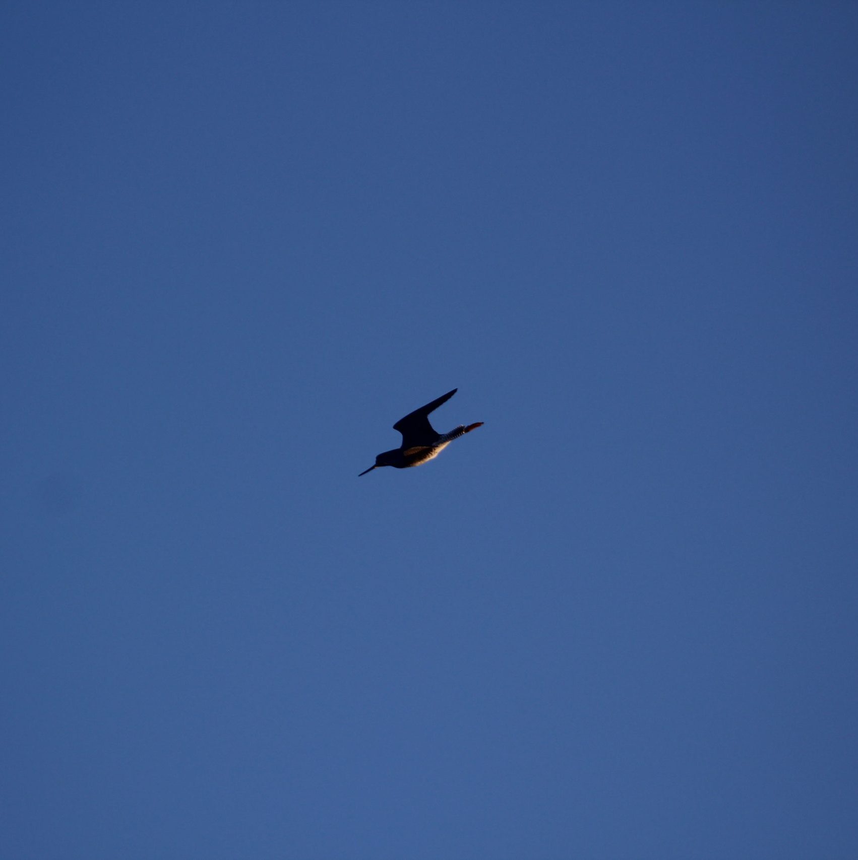 Eastern Willet in flight